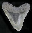 Serrated Megalodon Tooth - South Carolina #28025-2